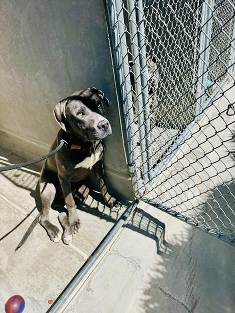 SHAGGY, an adoptable American Pit Bull Terrier in Albuquerque, NM