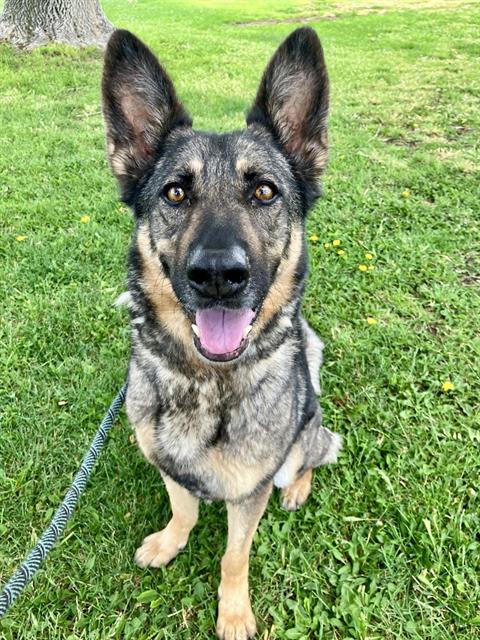 HARLEY, an adoptable German Shepherd Dog in Albuquerque, NM