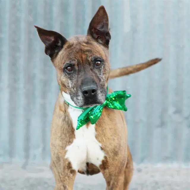 Lucky - American Pit Bull Terrier