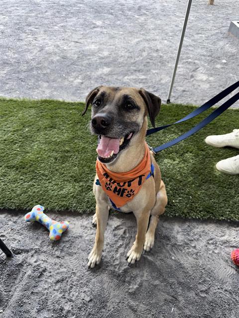 PLUTO, an adoptable Labrador Retriever in Albuquerque, NM