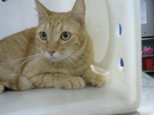 MARMALADE