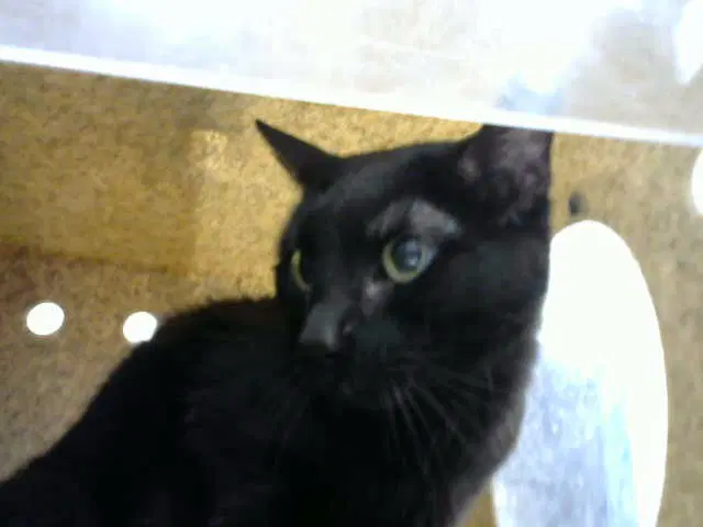 Caspia - Domestic Short Hair