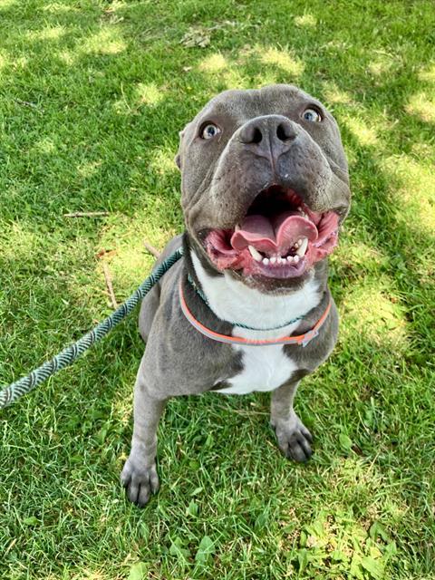 BACKBENZ, an adoptable Pit Bull Terrier in Albuquerque, NM