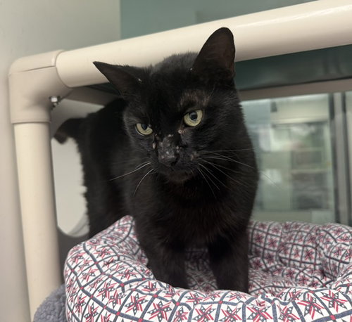 MYSTERY, Senior Domestic Short Hair / Mixed (medium coat), cat for adoption in Rio Rancho, New Mexico