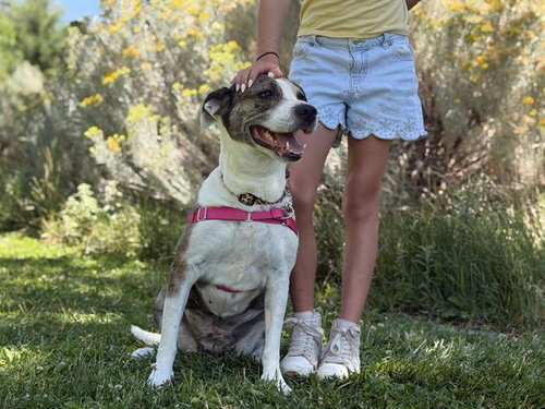 ABIGAIL - Labrador Retriever / American Pit Bull Terrier available for adoption