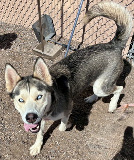 MILLIE, an adoptable Husky in Albuquerque, NM