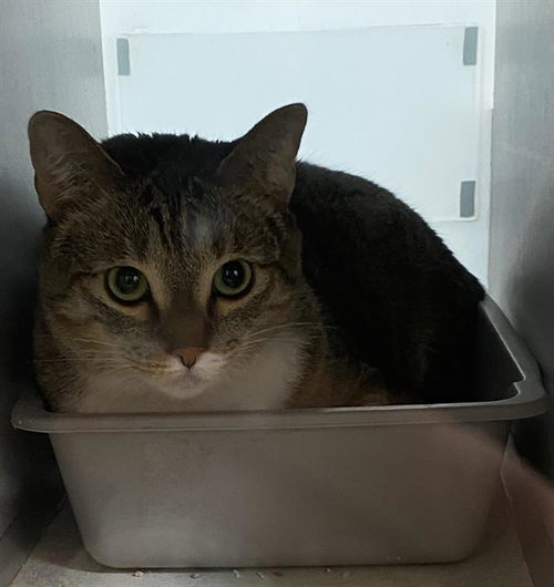 DON, Adult Domestic Short Hair (medium coat), cat for adoption in Rio Rancho, New Mexico