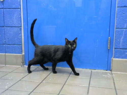 SUGAR, Adult Domestic Short Hair (medium coat), cat for adoption in Rio Rancho, New Mexico