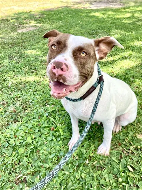 Chevy - American Pit Bull Terrier