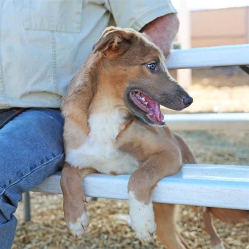 SANSA, an adoptable German Shepherd Dog in Albuquerque, NM
