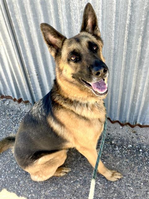 SAGE, an adoptable German Shepherd Dog in Albuquerque, NM