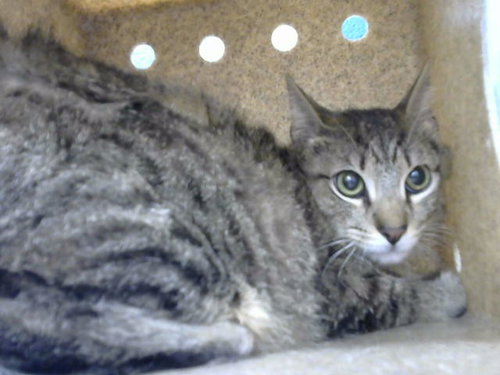 FRIES