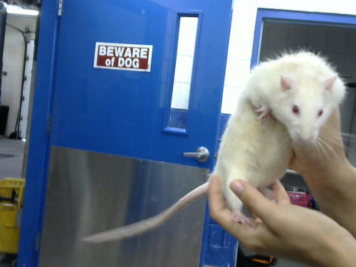DESPEREAUX