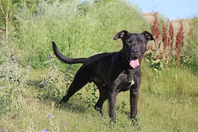 Ralph - Labrador Retriever
