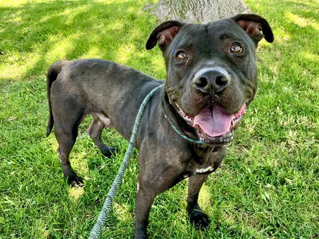 King - American Pit Bull Terrier