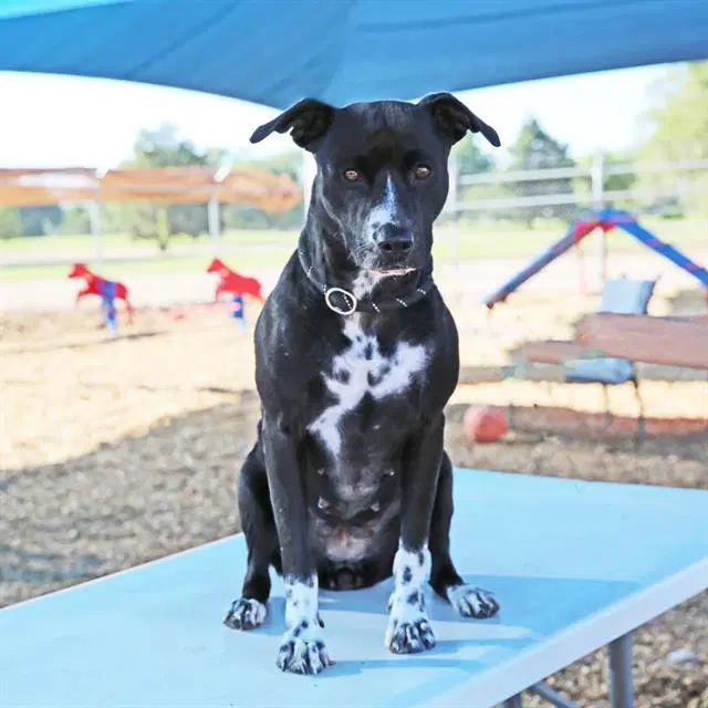 Blueberry - American Pit Bull Terrier