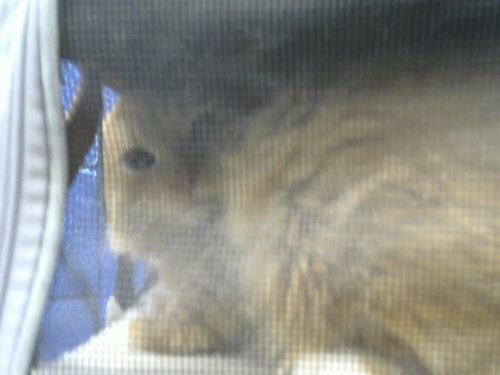BURRITO, Adult Domestic Short Hair (medium coat), cat for adoption in Albuquerque, New Mexico