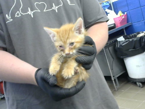 CURT, Baby Domestic Short Hair (medium coat), cat for adoption in Albuquerque, New Mexico