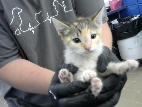 KENYA, Baby Domestic Short Hair (medium coat), cat for adoption in Albuquerque, New Mexico