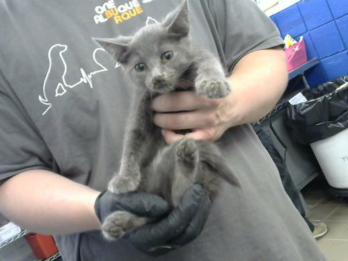 BRAD SHAW, Baby Domestic Short Hair (medium coat), cat for adoption in Albuquerque, New Mexico
