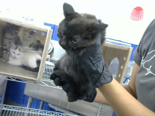 ZOE, Baby Domestic Short Hair / Mixed (medium coat), cat for adoption in Albuquerque, New Mexico