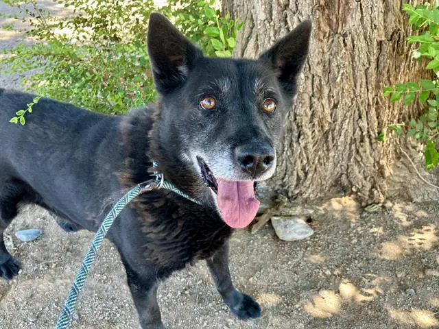 Juice - German Shepherd Dog