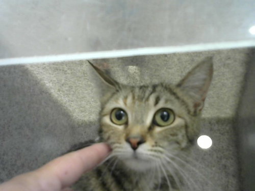 RISING, Adult Domestic Short Hair (medium coat), cat for adoption in Albuquerque, New Mexico