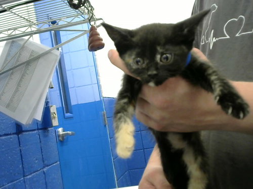 MILKY WAY, Baby Domestic Short Hair (medium coat), cat for adoption in Albuquerque, New Mexico