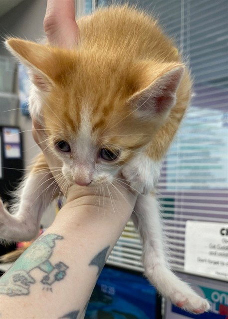 PONY BOY, Baby Domestic Short Hair (medium coat), cat for adoption in Albuquerque, New Mexico