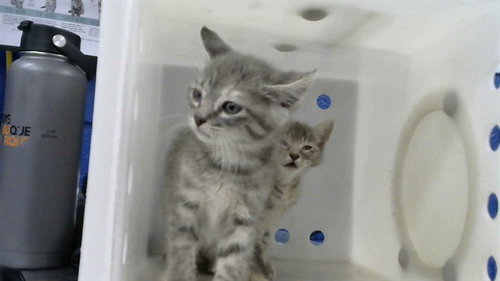 RICHARD, Baby Domestic Short Hair (medium coat), cat for adoption in Albuquerque, New Mexico