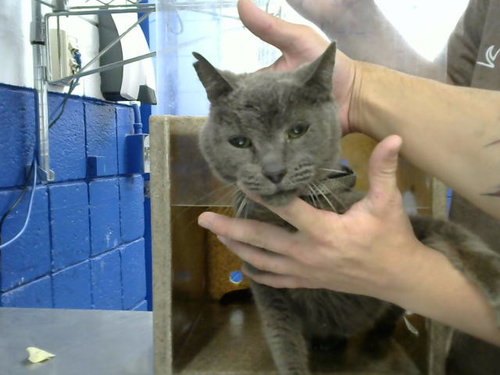 FANCY, Senior Domestic Short Hair / Mixed (medium coat), cat for adoption in Albuquerque, New Mexico