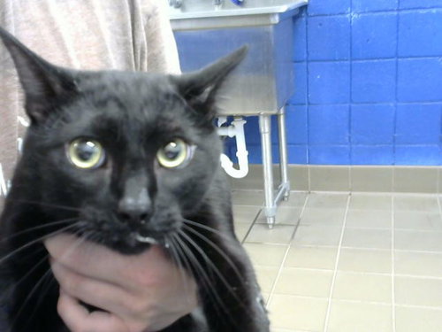 BURBERRY, Young Domestic Short Hair / Mixed (medium coat), cat for adoption in Albuquerque, New Mexico