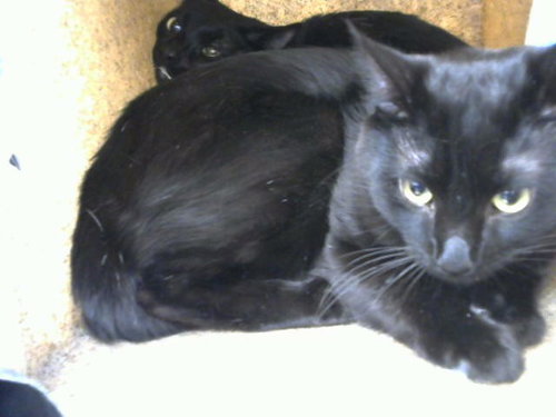 PRADA, Young Domestic Short Hair / Mixed (medium coat), cat for adoption in Albuquerque, New Mexico