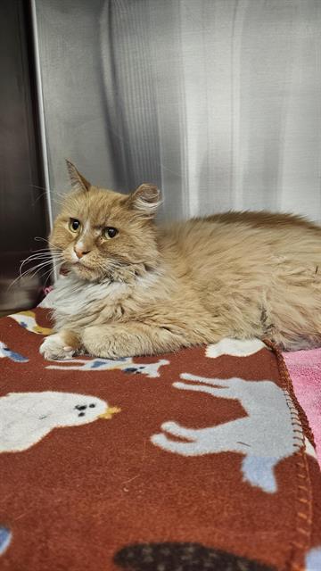 STEINFELD, Adult Domestic Short Hair / Mixed (medium coat), cat for adoption in Albuquerque, New Mexico