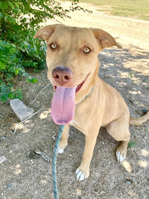 GLINDA, an adoptable Labrador Retriever in Albuquerque, NM