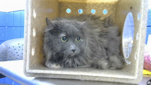 MECCA, an adoptable Domestic Long Hair in Albuquerque, NM