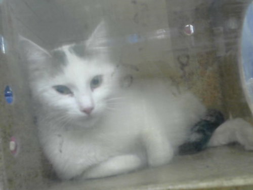 SWEETIE PIE, an adoptable Domestic Short Hair in Albuquerque, NM