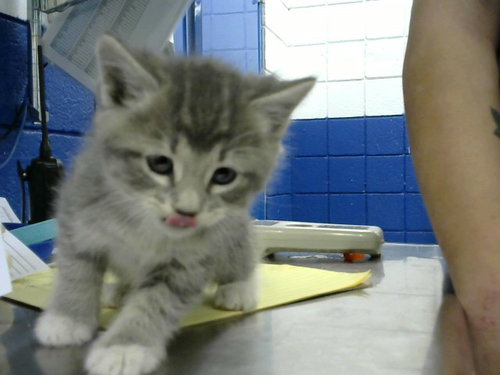 WAFFLE, an adoptable Domestic Long Hair in Albuquerque, NM