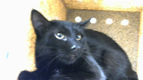 PIV, an adoptable Domestic Long Hair in Albuquerque, NM