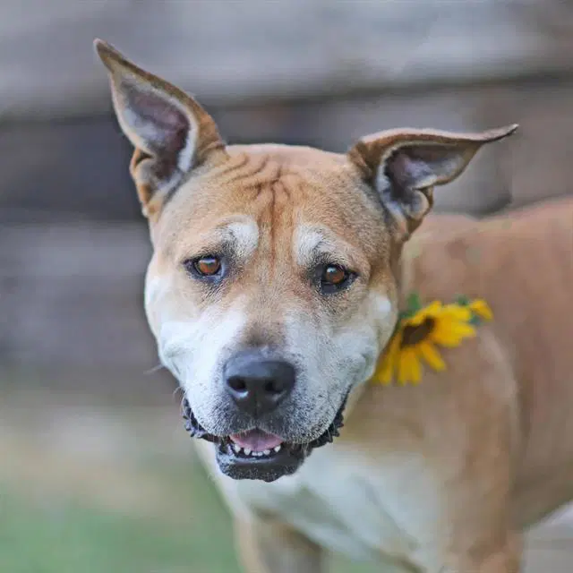 Queenie - Pit Bull Terrier