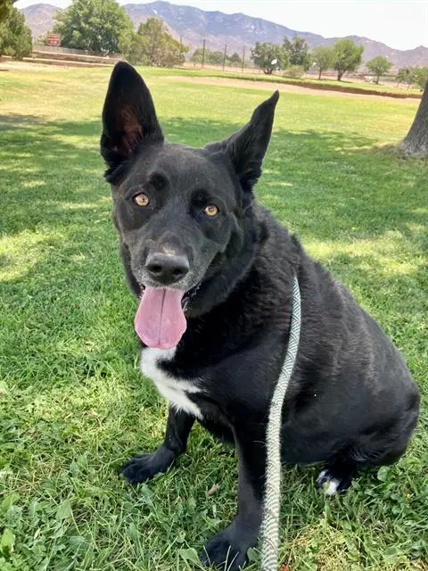 Buddy - Labrador Retriever