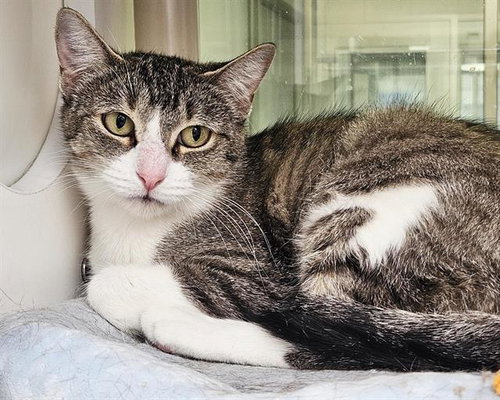 MAMA - Domestic Short Hair for adoption in Albuquerque
