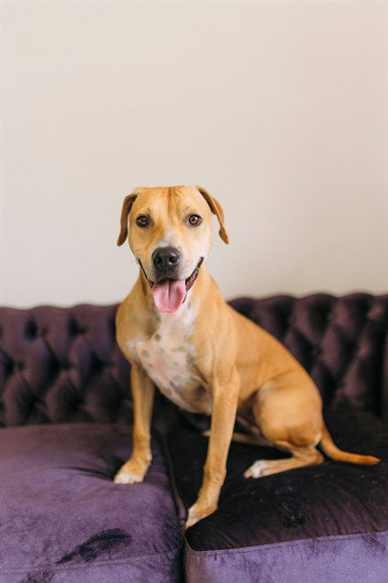 SADIE, an adoptable Labrador Retriever in Albuquerque, NM