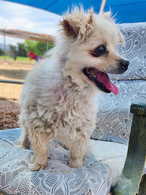 LAZARIA, an adoptable Border Terrier in Albuquerque, NM