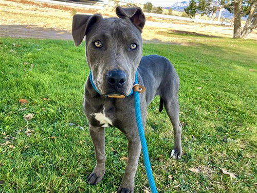 TINA, an adoptable American Pit Bull Terrier in Albuquerque, NM