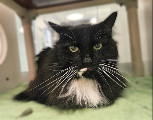 TIM, an adoptable Domestic Medium Hair in Albuquerque, NM