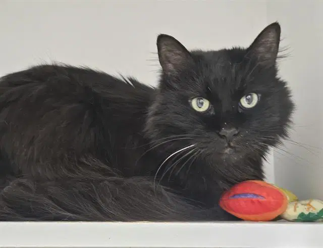 Emma - Domestic Short Hair