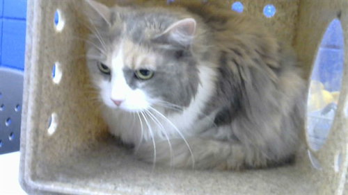 NOVA, an adoptable Domestic Long Hair in Albuquerque, NM