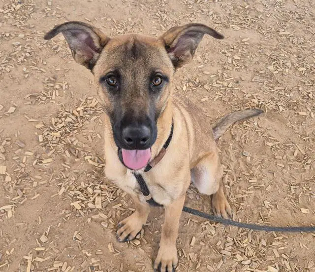 Major - German Shepherd Dog