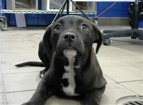 SADIE, an adoptable Pit Bull Terrier in Albuquerque, NM